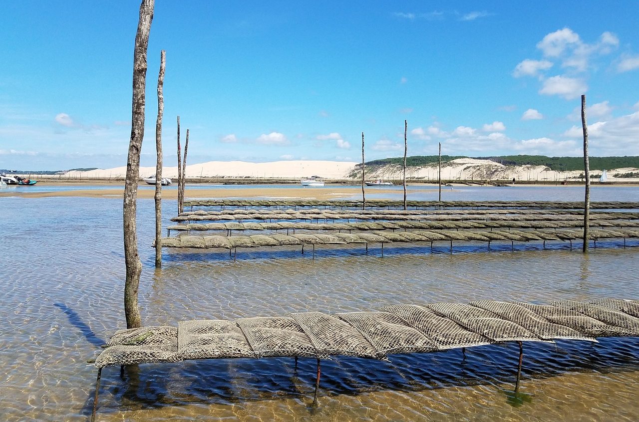 Bassin ostréicole avec bancs en bois et ciel bleu, arrière-plan de dunes.