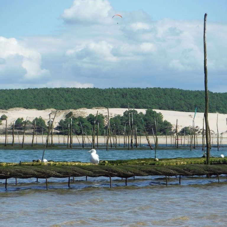 Sac d'huîtres sur parc ostréicole, arrière-plan de dunes et de forêts verdoyantes.